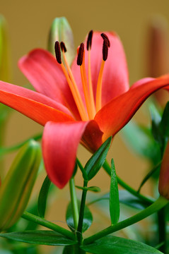 百合花