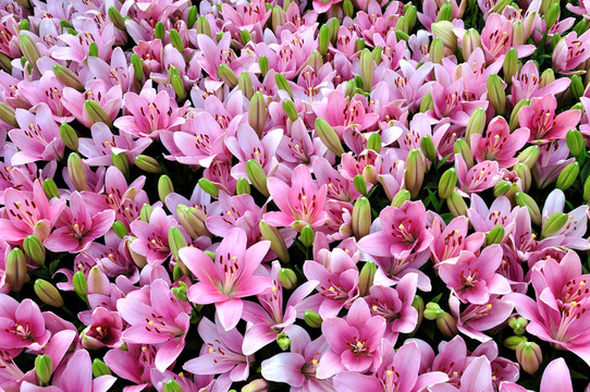 百合花