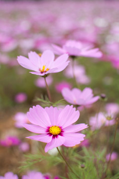 波斯菊