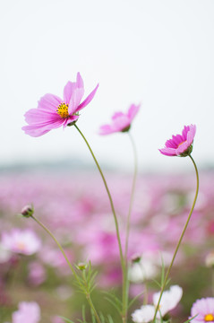 波斯菊