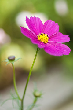 波斯菊