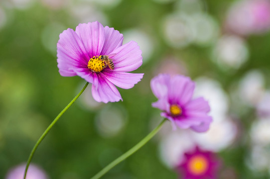 波斯菊