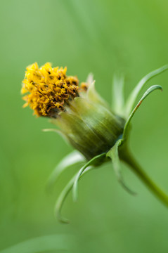 波斯菊