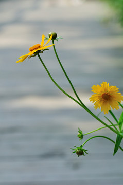 大花金雞菊