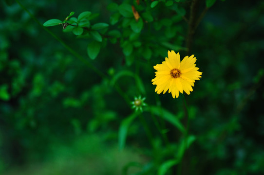 大花金雞菊