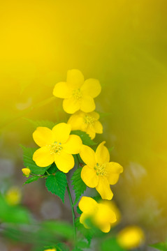 棣棠花