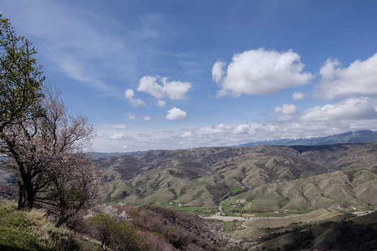 山