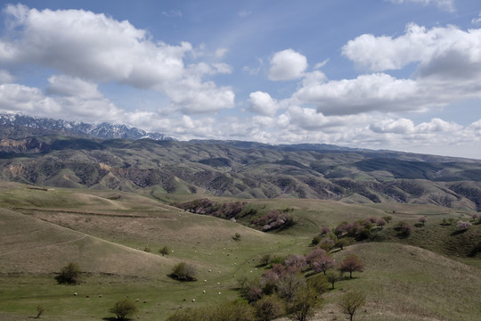 山