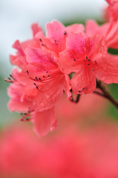 杜鵑花