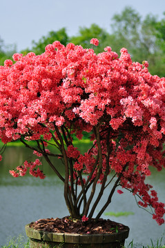 杜鵑花