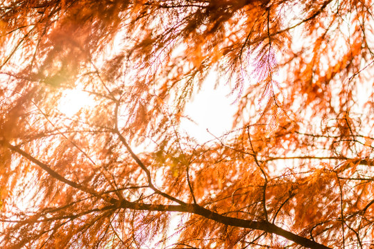 紅杉