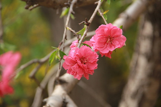 桃花