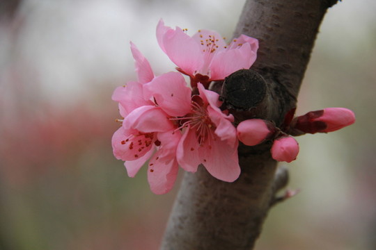 桃花 春天