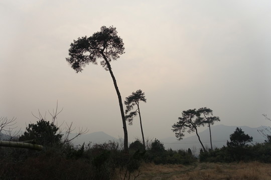 黃昏古樹(shù)