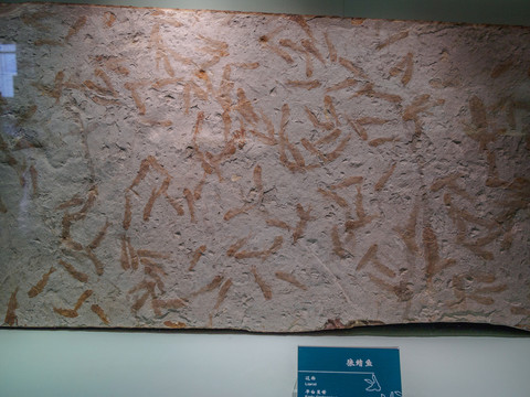 狼鰭魚(yú)化石