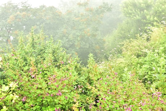 霧里看花