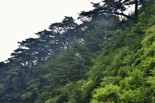山梁植被