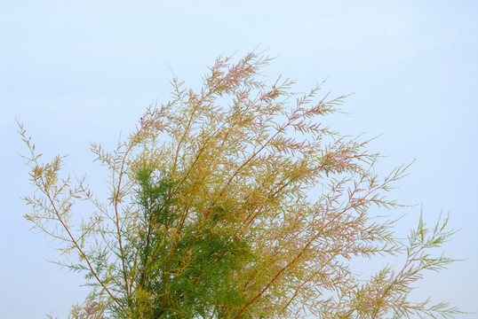 風吹草動