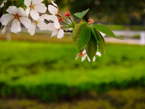 綠葉后的桃花