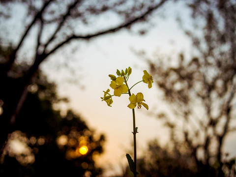 夕陽下一只油菜花
