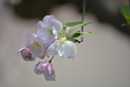 高清海棠花