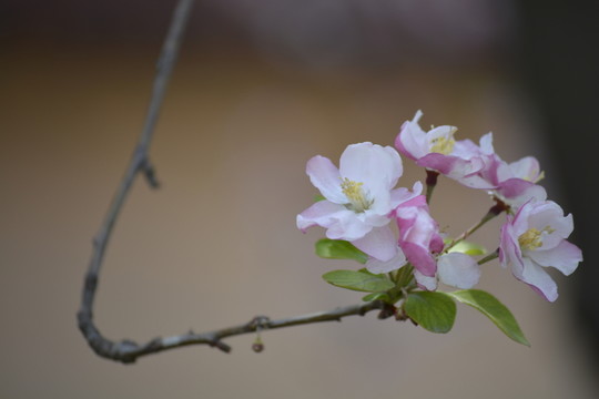 海棠花素材