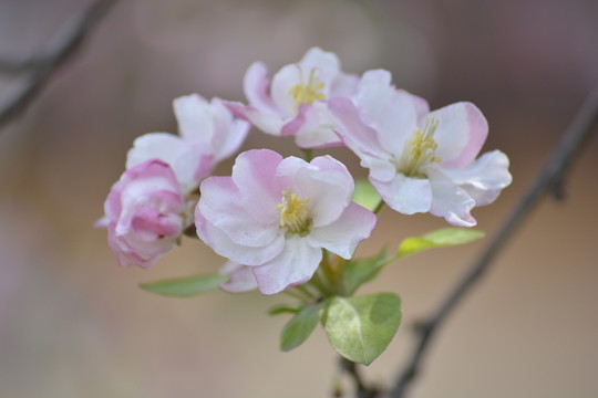 海棠花高清