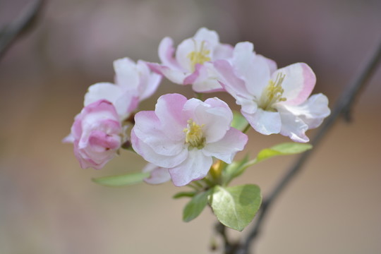 海棠花特寫
