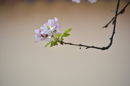 海棠花素材