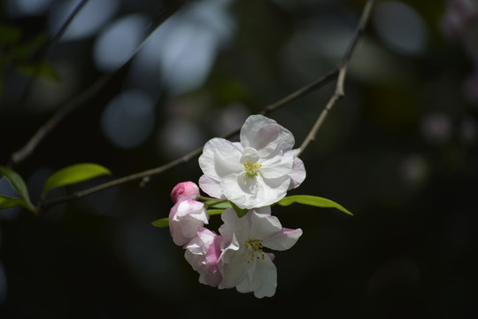 海棠花特寫