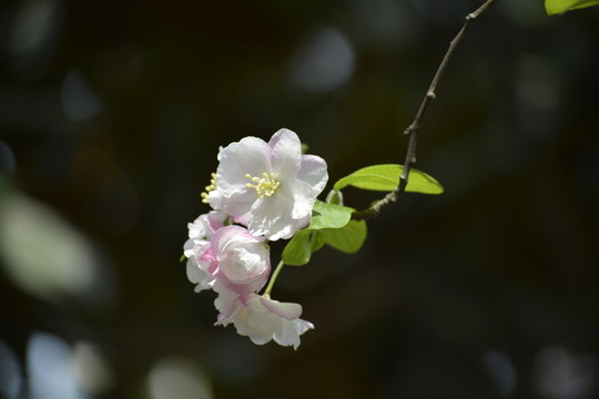 海棠花高清素材