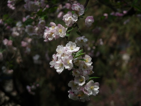 海棠花
