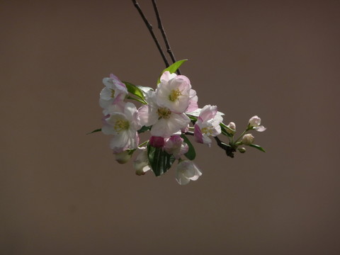 花朵特寫