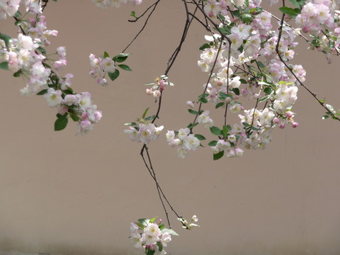 海棠花