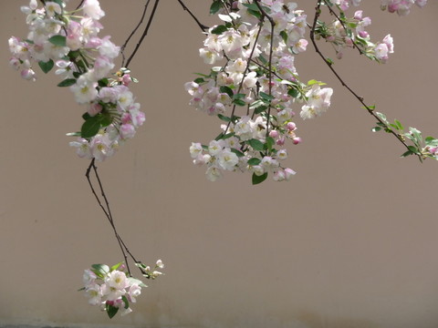 海棠花