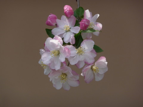 海棠花特寫(xiě)