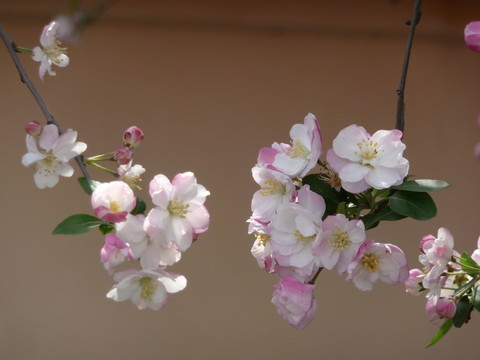 海棠花
