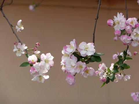海棠花