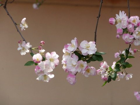 海棠花