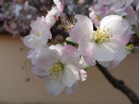 海棠花