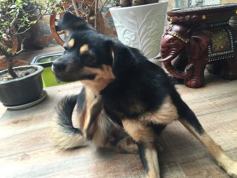 小狗
