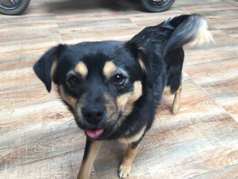 小狗