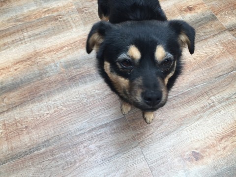 小狗