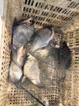 釣魚