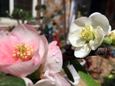 海棠花