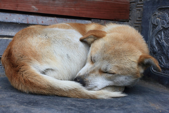 小狗