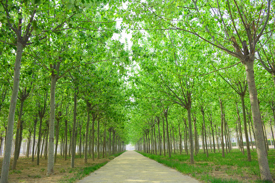 林間小路