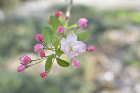 美麗海棠花