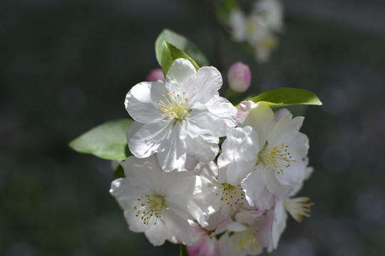 美麗海棠花 高清
