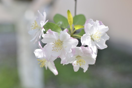 美麗海棠花特寫